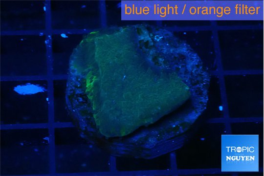 Montipora green & blue polyps 2-3 cm WYSIWYG acclimaté