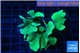 Pavona cactus green 6-8 cm WYSIWYG acclimaté