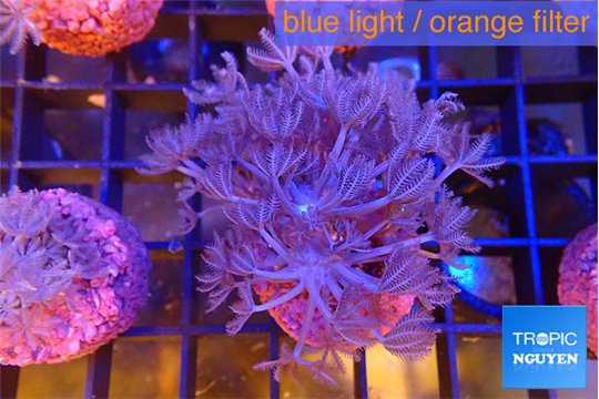 Xenia umbellata pumping 3,5 cm WYSIWYG acclimaté