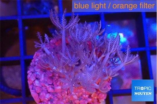 Xenia umbellata pumping 3-5 cm WYSIWYG acclimaté