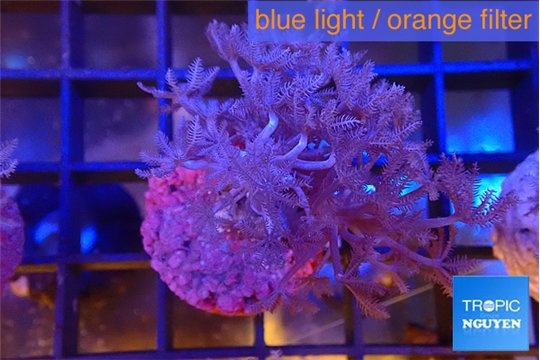 Xenia umbellata pumping 3-5 cm WYSIWYG acclimaté