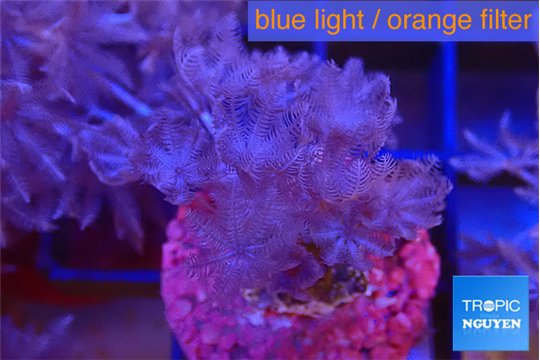 Xenia umbellata pumping 3-5 cm WYSIWYG acclimaté