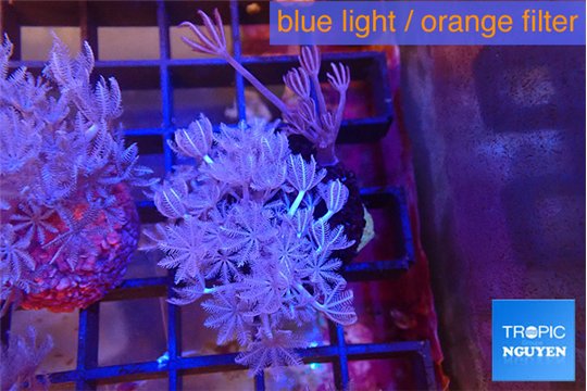 Xenia umbellata pumping 4-6 cm WYSIWYG acclimaté
