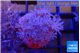 Xenia umbellata pumping 3-5 cm WYSIWYG acclimaté