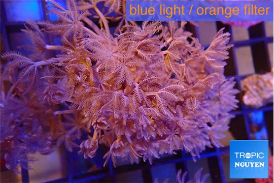 Xenia umbellata pumping 4-6 cm WYSIWYG acclimaté