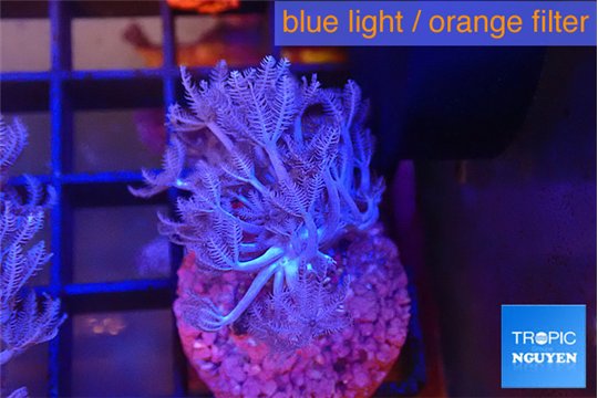 Xenia umbellata pumping 3-5 cm WYSIWYG acclimaté