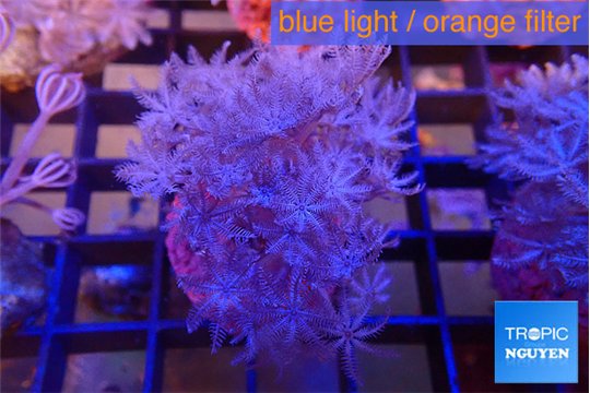 Xenia umbellata pumping 4-6 cm WYSIWYG acclimaté
