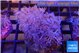 Xenia umbellata pumping 4-6 cm WYSIWYG acclimaté
