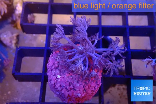 Xenia umbellata pumping 3-5 cm WYSIWYG acclimaté