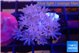 Xenia umbellata pumping 3-5 cm WYSIWYG acclimaté