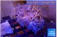 Xenia umbellata pumping 4-6 cm WYSIWYG acclimaté