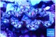 Tridacna squamosa blue spot premium breeding 4,5-6 cm WYSIWYG acclimaté