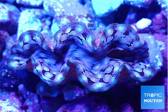 Tridacna squamosa blue spot premium breeding 4,5-6 cm WYSIWYG acclimaté