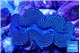 Tridacna maxima blue breeding 5-5,5 cm WYSIWYG acclimaté