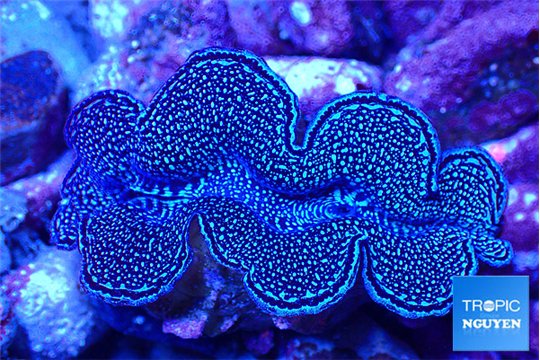 Tridacna maxima blue breeding 5-5,5 cm WYSIWYG acclimaté