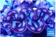Tridacna maxima purple blue breeding 5-5,5 cm WYSIWYG acclimaté