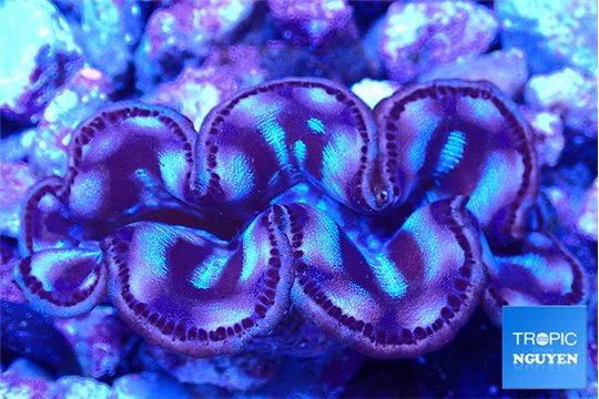 Tridacna maxima purple blue breeding 5-5,5 cm WYSIWYG acclimaté