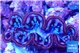 Tridacna maxima purple blue breeding 5-5,5 cm WYSIWYG acclimaté