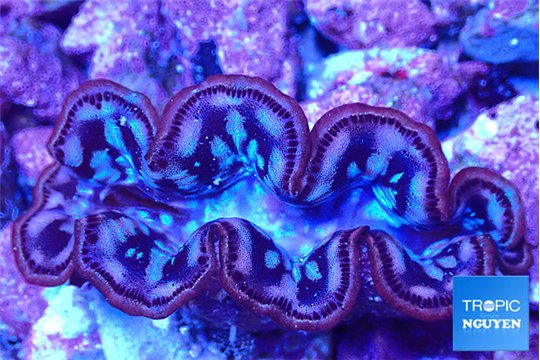 Tridacna maxima purple blue breeding 5-5,5 cm WYSIWYG acclimaté