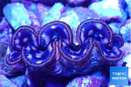 Tridacna maxima gold breeding 5-5,5 cm WYSIWYG acclimaté