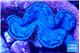 Tridacna maxima blue breeding 5-5,5 cm WYSIWYG acclimaté