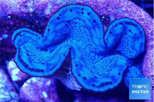 Tridacna maxima blue breeding 5-5,5 cm WYSIWYG acclimaté