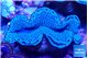 Tridacna maxima blue breeding 5-5,5 cm WYSIWYG acclimaté