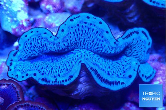 Tridacna maxima blue breeding 5-5,5 cm WYSIWYG acclimaté