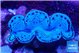 Tridacna maxima blue breeding 5-5,5 cm WYSIWYG acclimaté