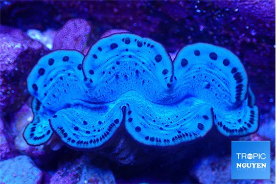 Tridacna maxima blue breeding 5-5,5 cm WYSIWYG acclimaté