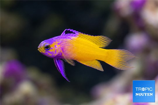 Gramma dejongi × Gramma loreto hybrid 2,5-3,5 cm WYSIWYG acclimaté