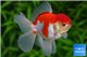 Tête de lion rouge et blanc premium 12-14 cm WYSIWYG acclimaté