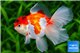 Tête de lion rouge et blanc premium 10-12 cm WYSIWYG acclimaté
