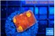 Echinophyllia magma 2 cm WYSIWYG acclimaté