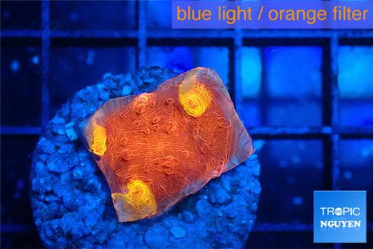 Echinophyllia magma 2 cm WYSIWYG acclimaté