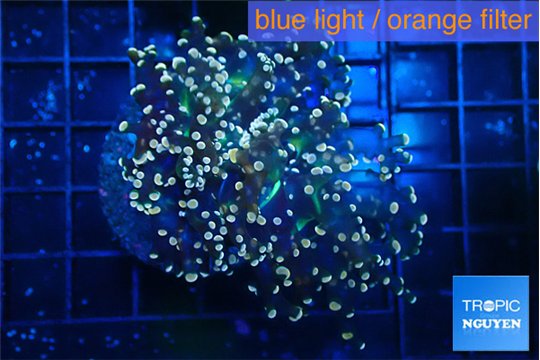 Euphyllia yaeyamaensis purple mango 4-6 cm WYSIWYG acclimaté