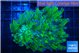 Euphyllia paraancora green purple 4-8 cm WYSIWYG acclimaté