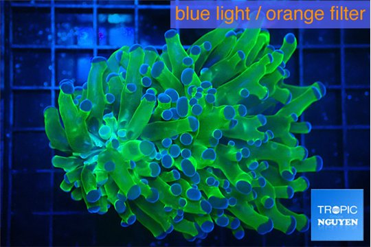Euphyllia paraancora green purple 4-8 cm WYSIWYG acclimaté