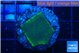 Montipora green & purple blue polyps 2 cm WYSIWYG acclimaté