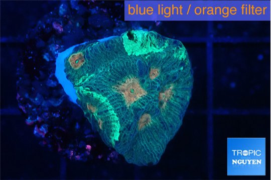 Favia orange green 2-3 cm WYSIWYG acclimaté