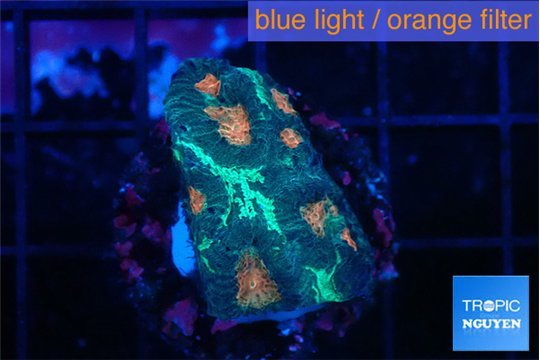 Favia orange green 2-3 cm WYSIWYG acclimaté