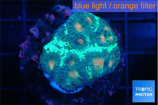 Favia orange green 3-4 cm WYSIWYG acclimaté