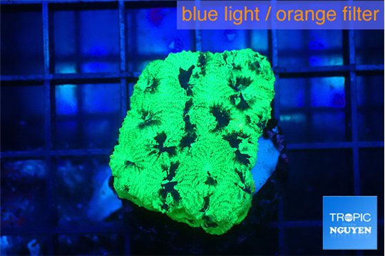 Favia reverse green 3-4 cm WYSIWYG acclimaté
