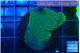 Montipora green & purple blue polyps 3-4 cm WYSIWYG acclimaté