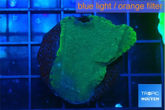 Montipora green & purple blue polyps 3-4 cm WYSIWYG acclimaté