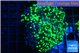 Euphyllia yaeyamaensis green 4-6 cm WYSIWYG acclimaté