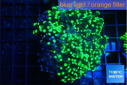 Euphyllia yaeyamaensis green 4-6 cm WYSIWYG acclimaté