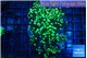 Euphyllia yaeyamaensis green 5-8 cm WYSIWYG acclimaté