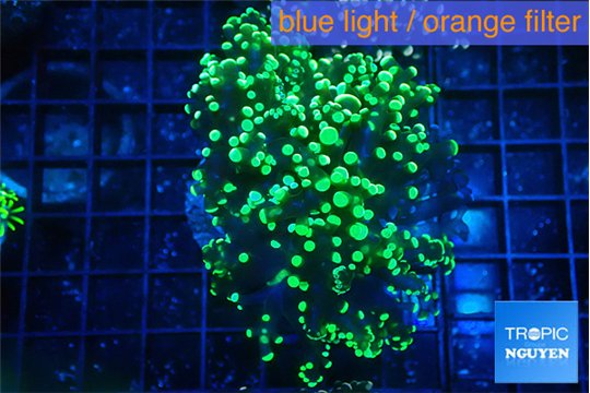 Euphyllia yaeyamaensis green 5-8 cm WYSIWYG acclimaté