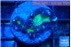 Caulastrea tiger green 3 polyps WYSIWYG acclimaté